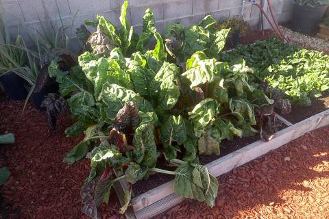 Redwood or cedar are still the best coices for building raised beds. Just plan on replacing the ...