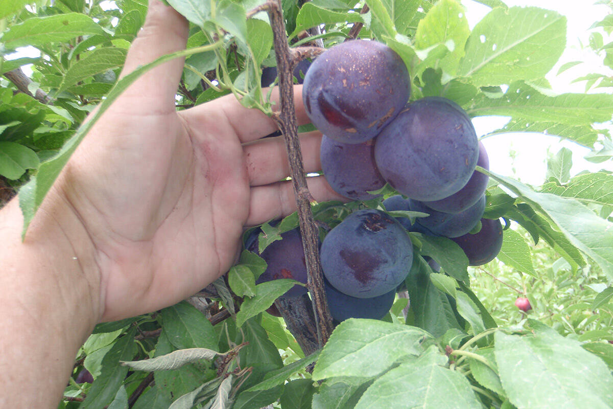 Expert Guide: Growing a Variety of Fruits in a Rooftop Orchard