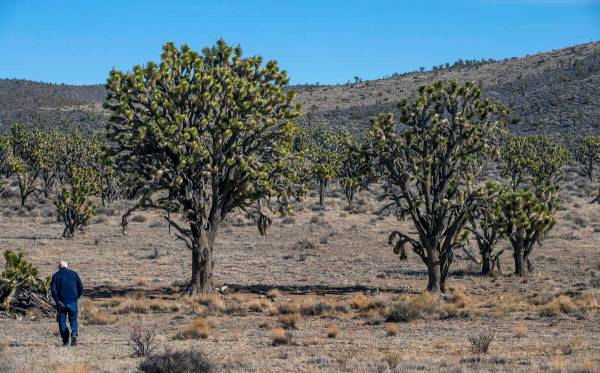 Alan O’Neill walks towards the largest Joshua Tree in Nevada within the Wee Thump Joshua Tree ...