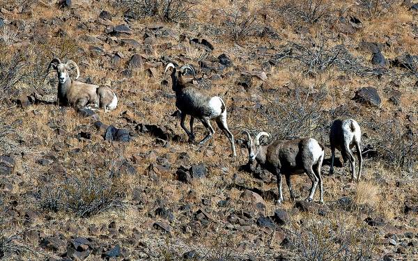 Bighorn sheep graze in the South McCullough Wilderness within the Avi Kwa Ame National Monument ...