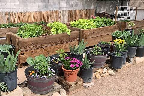 Some containers are meant for the vegetable garden. The side walls can get very hot in the summ ...