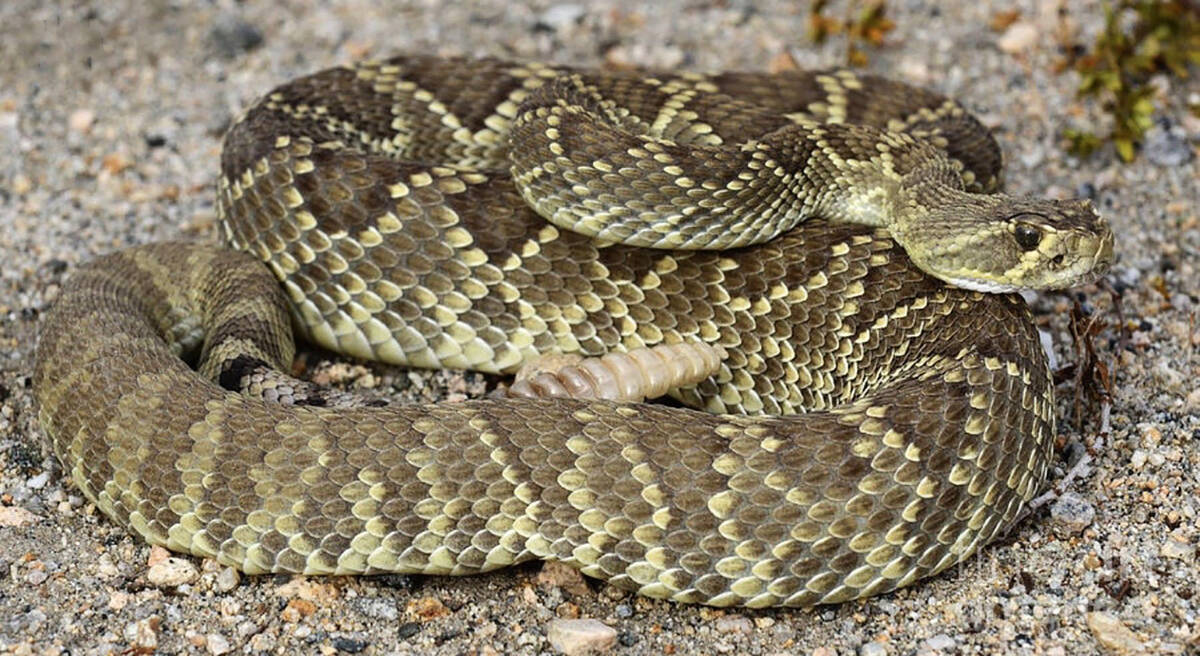 Photo courtesy Boulder City Animal Control Snake season is here and residents need to be aware ...