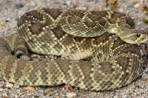Photo courtesy Boulder City Animal Control Snake season is here and residents need to be aware ...