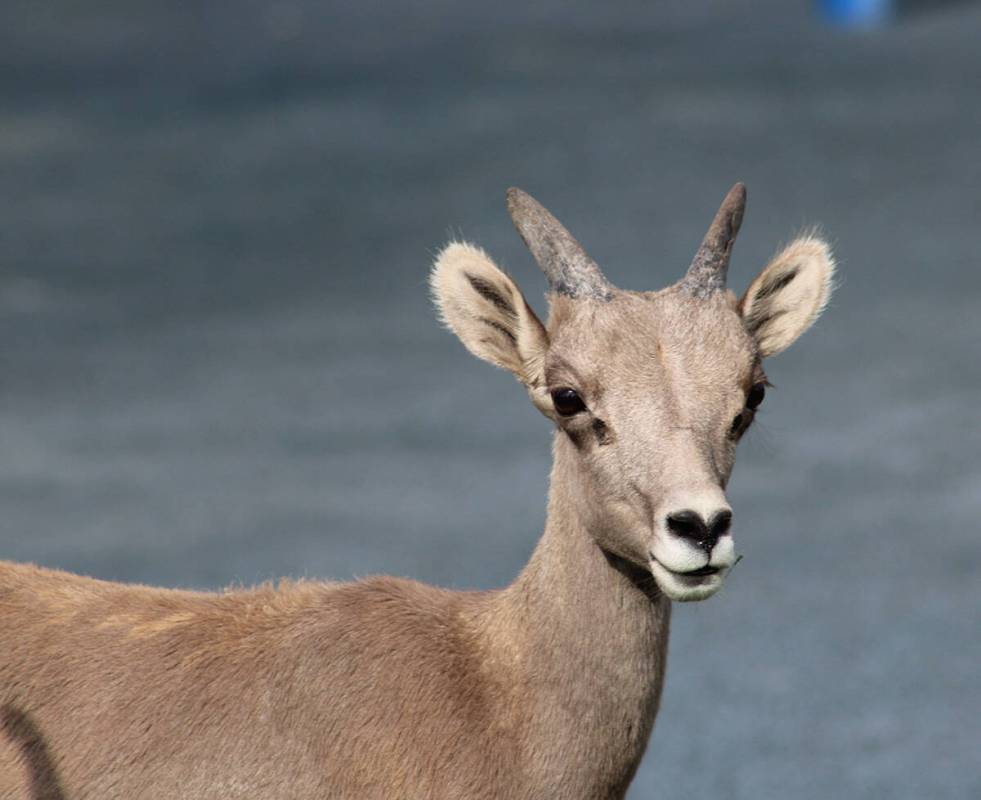 Ron Eland/Boulder City Review A bighorn lamb was seen with its mother at the park.