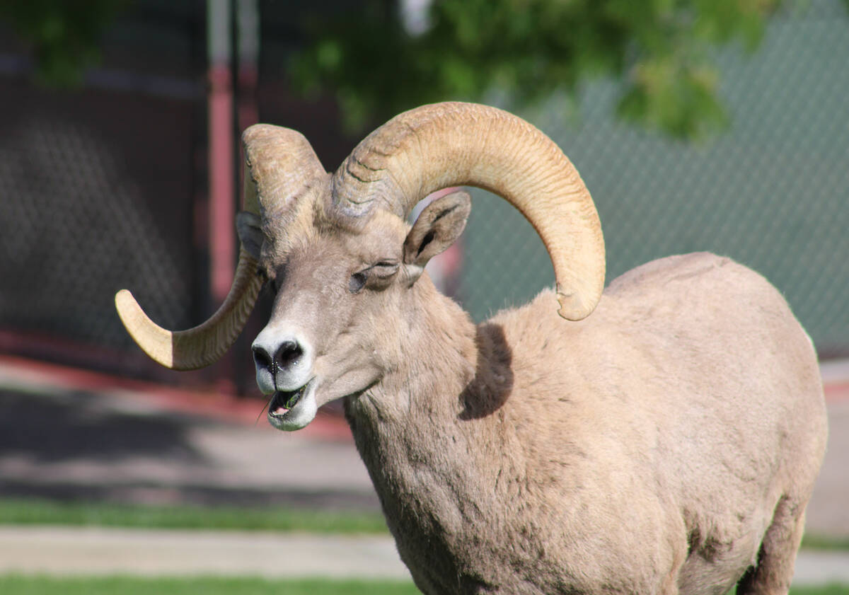 Ron Eland/Boulder City Review It almost appears as though this bighorn sheep is smiling as it e ...