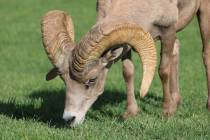 Ron Eland/Boulder City Review A male bighorn sheep grazes on grass recently at Hemenway Park. T ...