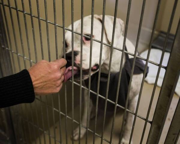 Jeff Scheid/ Las Vegas Review-Journal An American bulldog licks animal control supervisor Ann ...