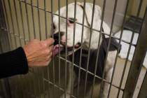 Jeff Scheid/ Las Vegas Review-Journal An American bulldog licks animal control supervisor Ann ...