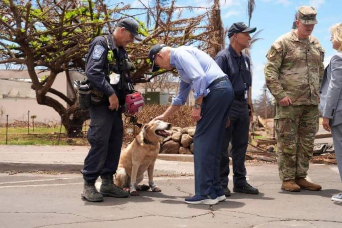Photo courtesy Mike Porter with permission from FEMA As the first human remains detection dog t ...