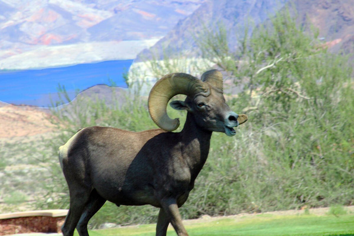 Photos by Ron Eland/Boulder City Review A large ram walks through Hemenway Park last week.