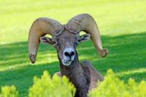 Ron Eland/Boulder City Review The City of Boulder City recently installed its new Ram Cam at He ...