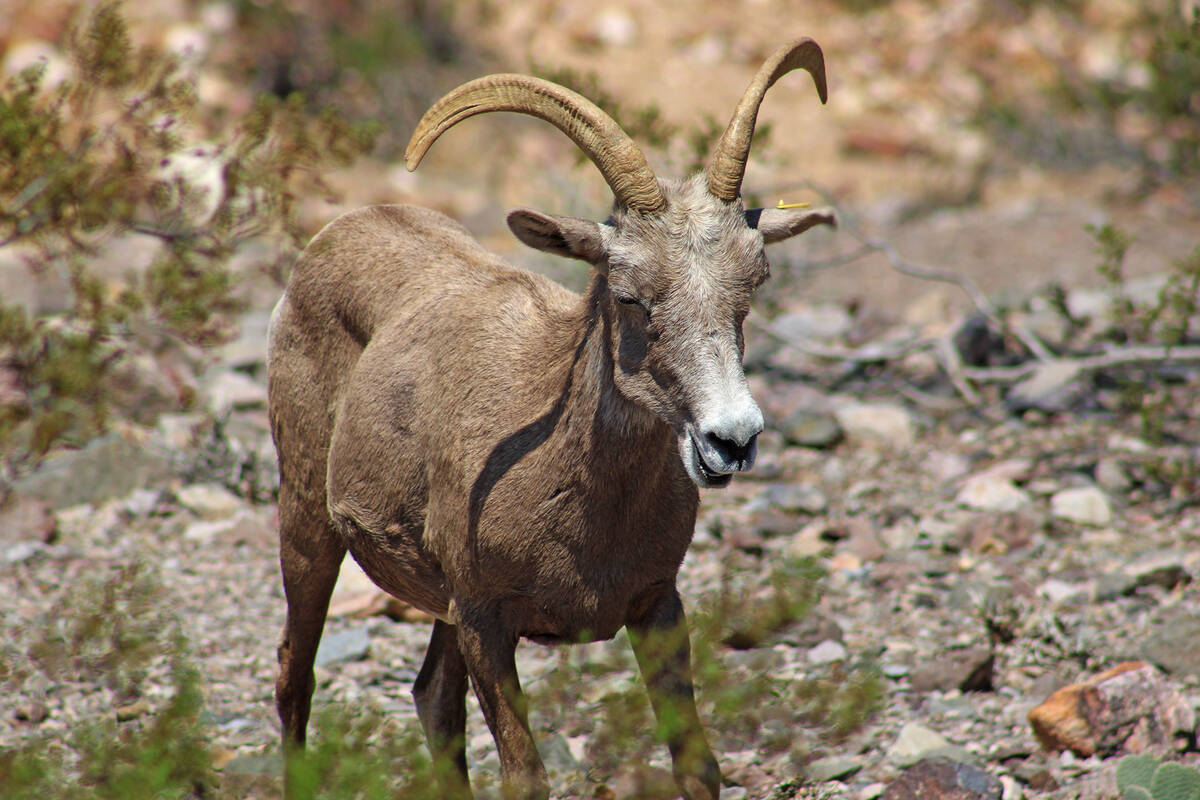 A bighorn sheep walks downs a hill on the outskirts of Hemenway Park.