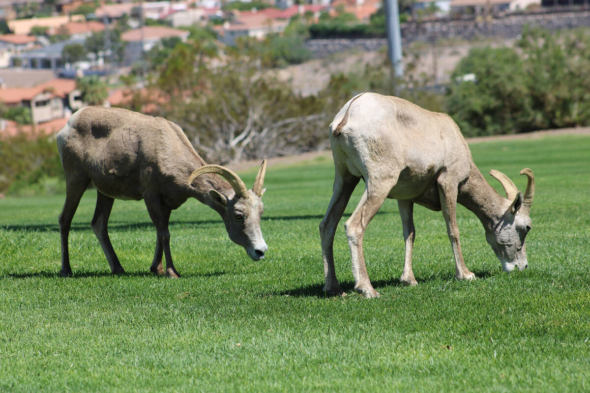 The city's new Ram Cam allows visitors to see when the bighorn sheep are in the park.