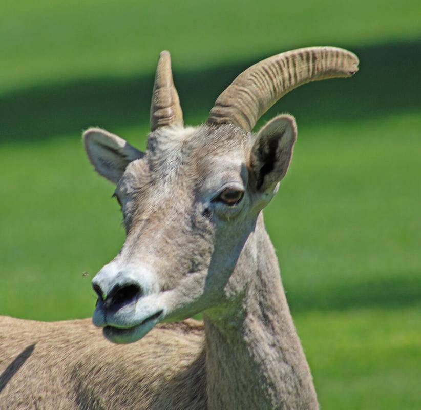 Bighorn sheep are a popular draw at Hemenway Park.