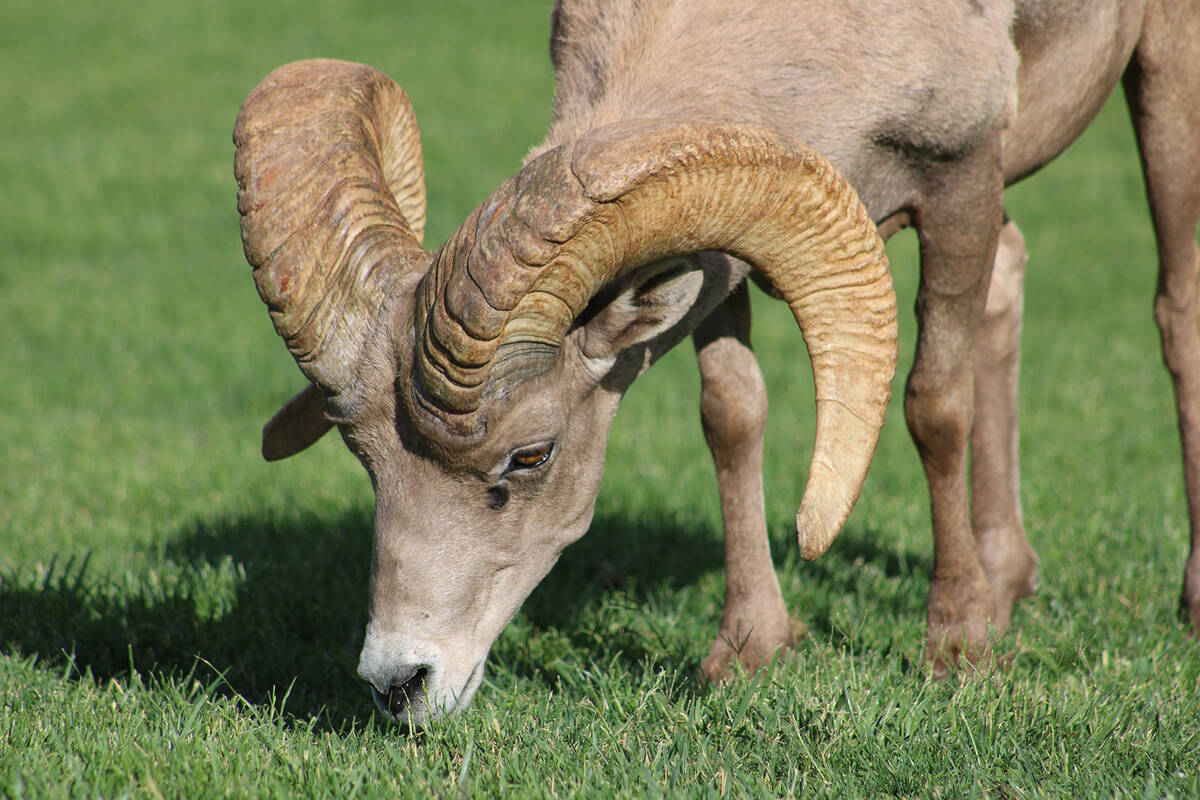 (Ron Eland/Boulder City Review) The bighorn sheep in Hemenway Park continue to be a big draw th ...