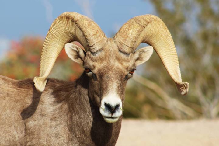 Ron Eland/Boulder City Review Bighorn sheep at Hemenway Park have been a draw for years but tha ...