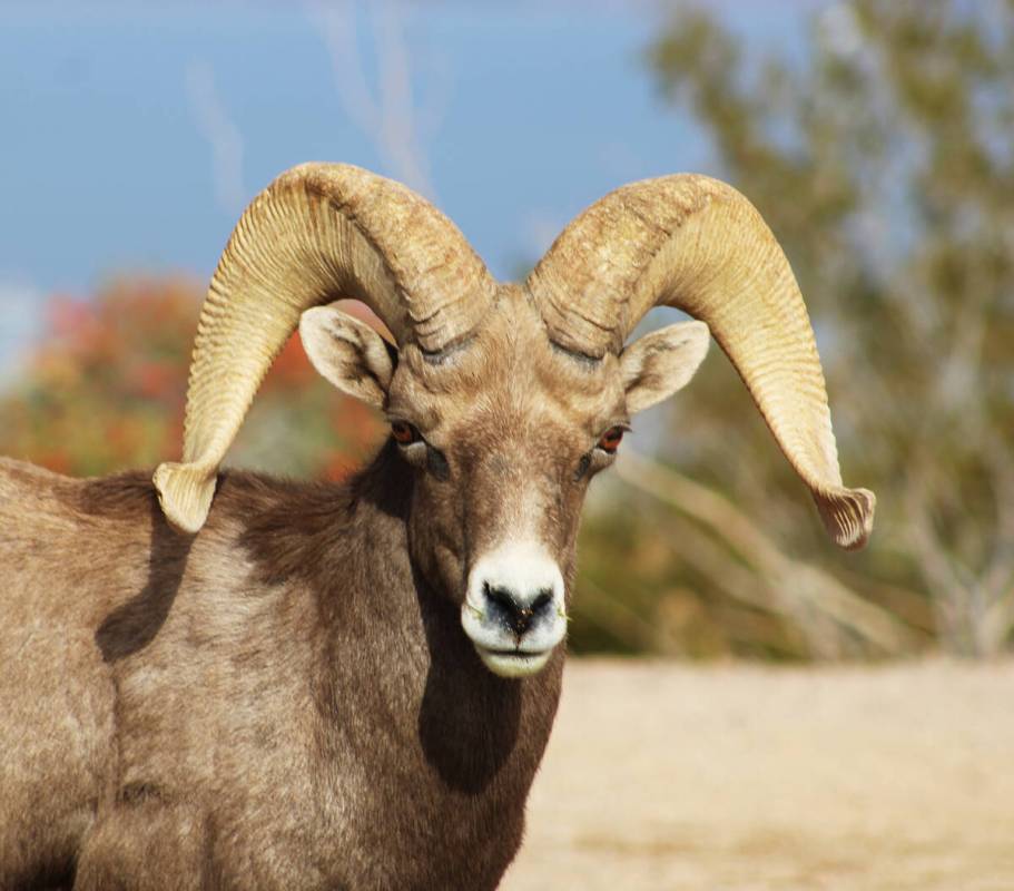 Ron Eland/Boulder City Review Bighorn sheep at Hemenway Park have been a draw for years but tha ...