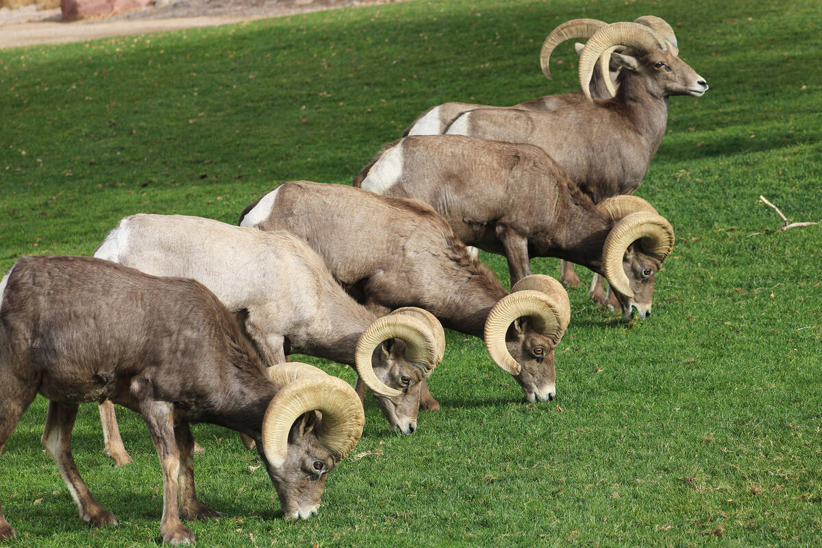 Ron Eland/Boulder City Review The city's Ram Cam, which was installed in September, has had 64, ...