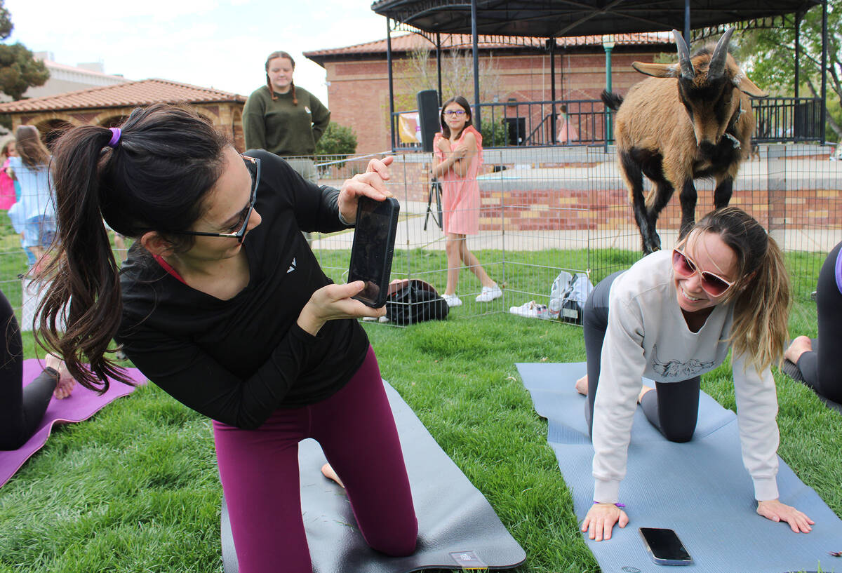 Tammy Grabel takes a picture of her sister, Nancy Lessnick, during the popular goat yoga class ...