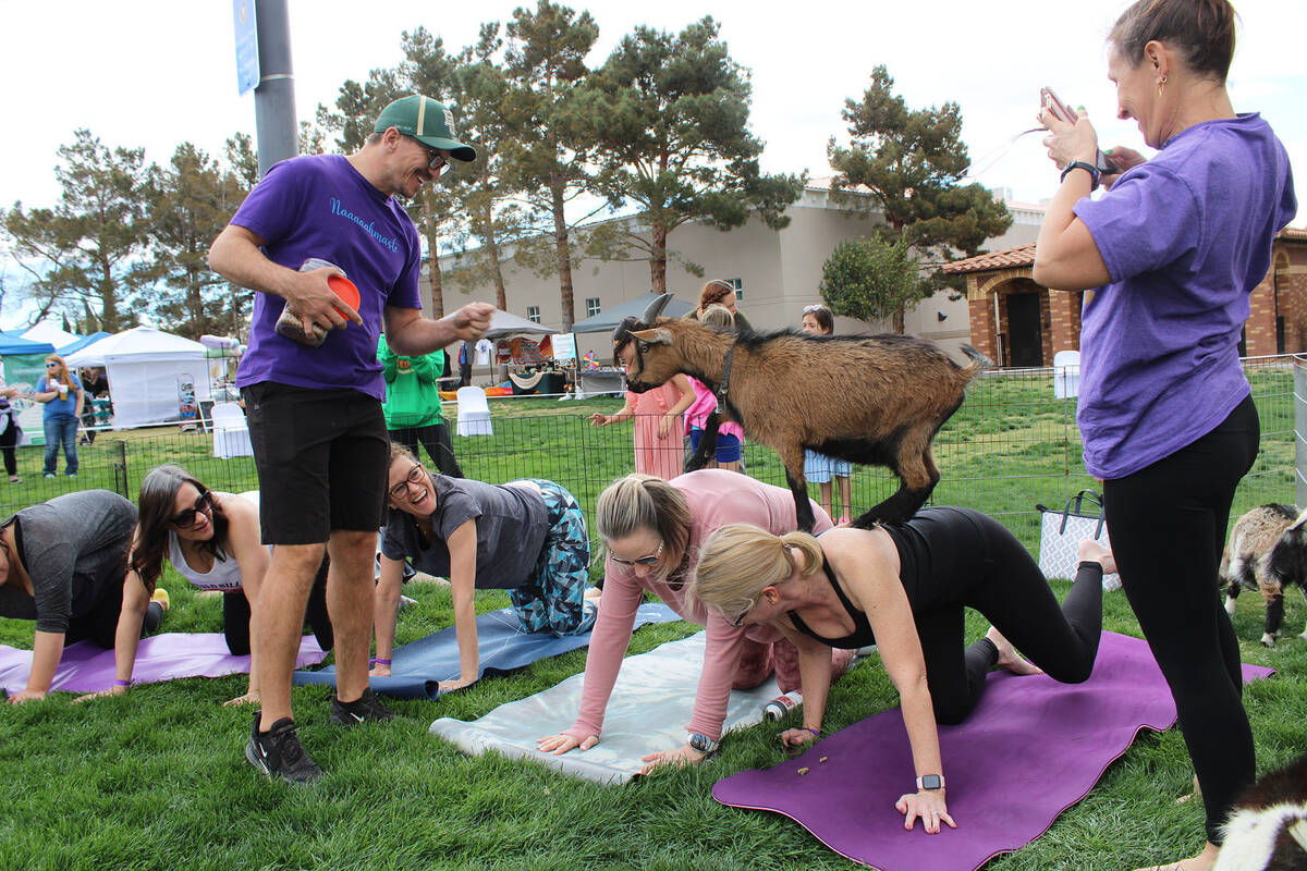 About 40 people turned out for goat yoga Saturday, which provided plenty of laughs and photos t ...