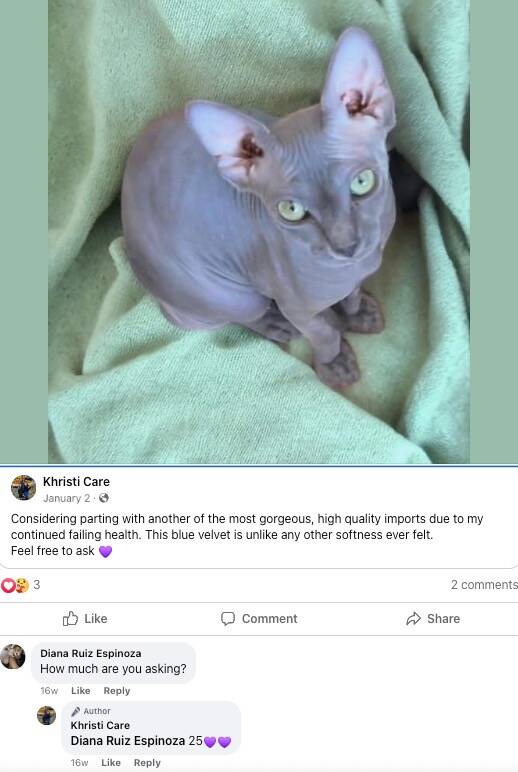 Facebook screenshot Conversation in a Facebook group where Hutto appears to offer a sphinx cat ...