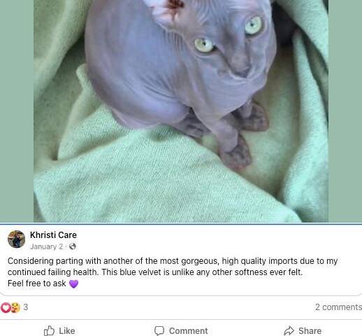 Facebook screenshot Conversation in a Facebook group where Hutto appears to offer a sphinx cat ...