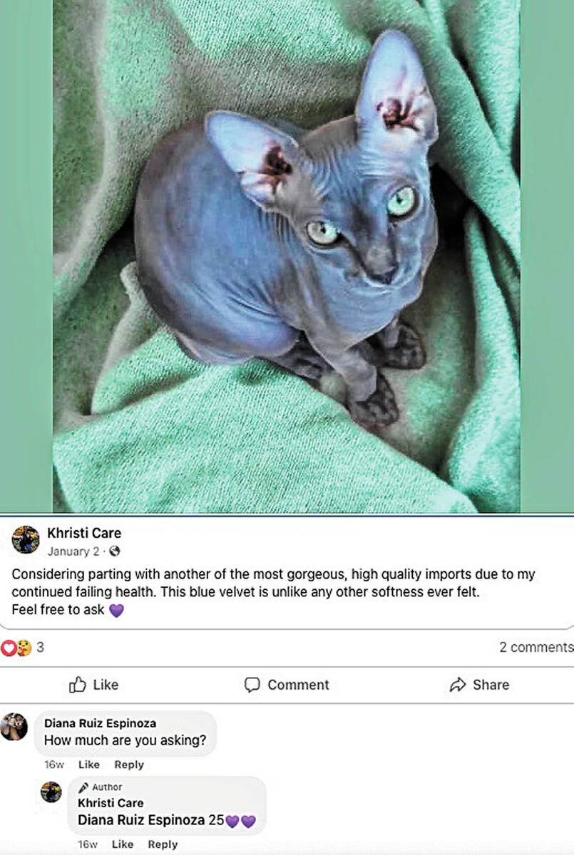 Facebook screenshot Conversation in a Facebook group where Hutto appears to offer a sphinx cat ...