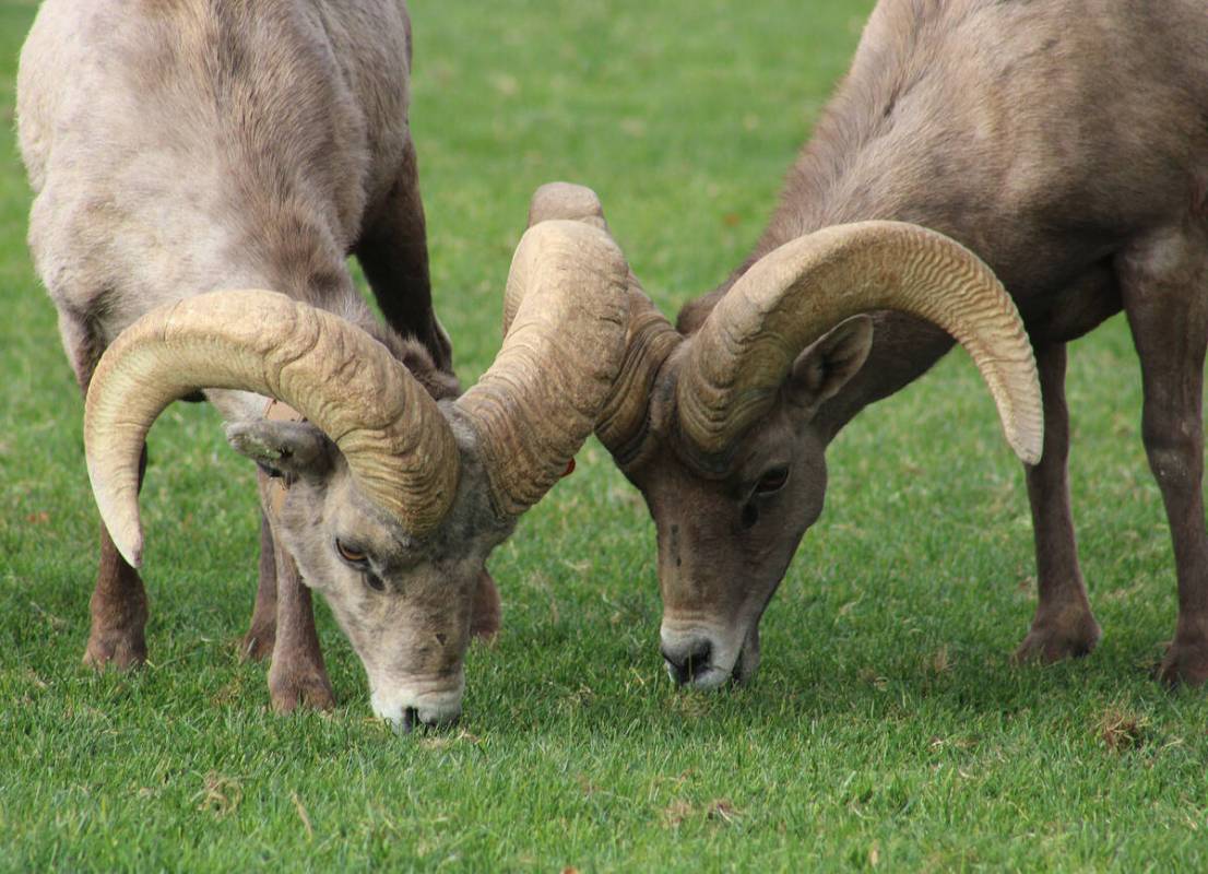 Ron Eland/Boulder City Review A pair of bighorn sheep rams graze at Hemenway Park on the outsk ...