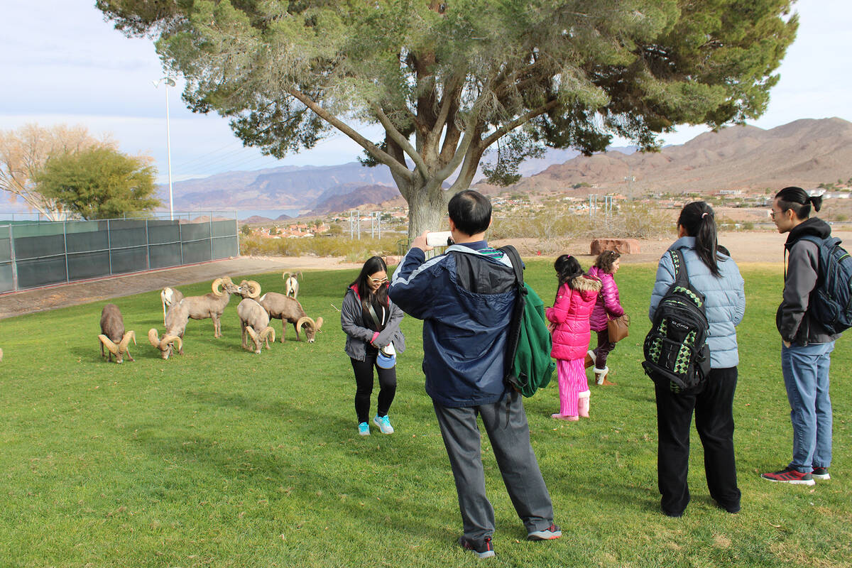 Ron Eland/Boulder City Review The bighorn sheep at Hemenway Park have become a bit of a touris ...