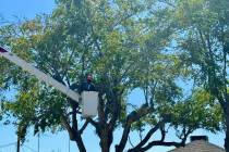 Photo by Norma Vally Trimming trees keeps them healthy and keeps the property safe from falling ...