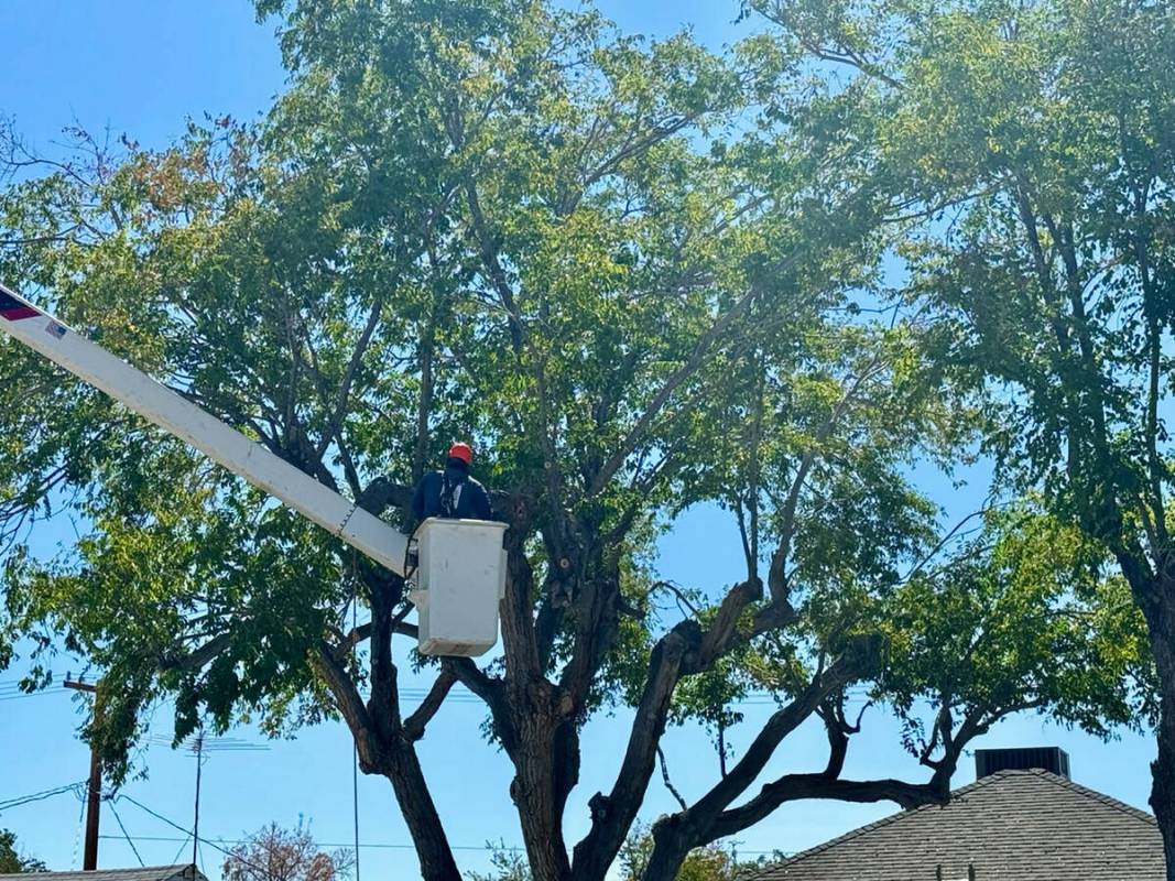 Photo by Norma Vally Trimming trees keeps them healthy and keeps the property safe from falling ...