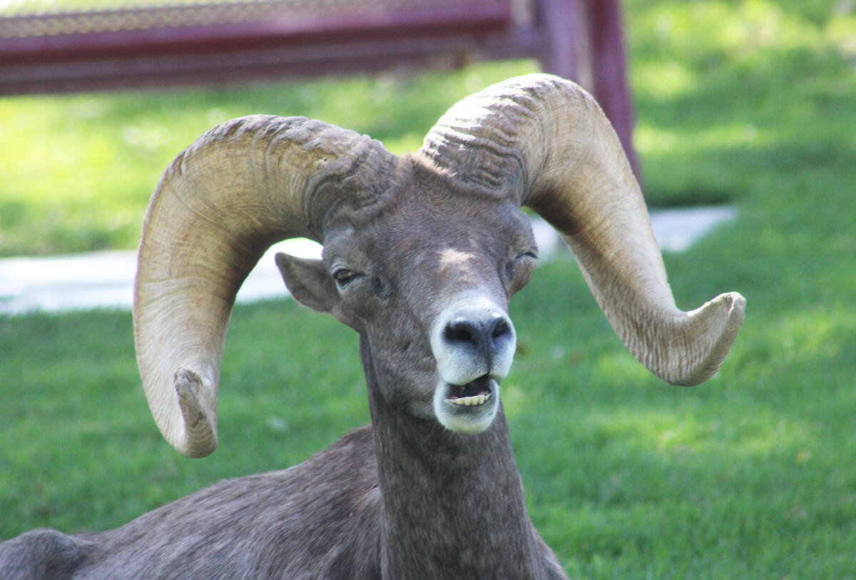 Ron Eland/Boulder City Review Recently, 20 bighorn sheep could be seen one afternoon at Hemenw ...