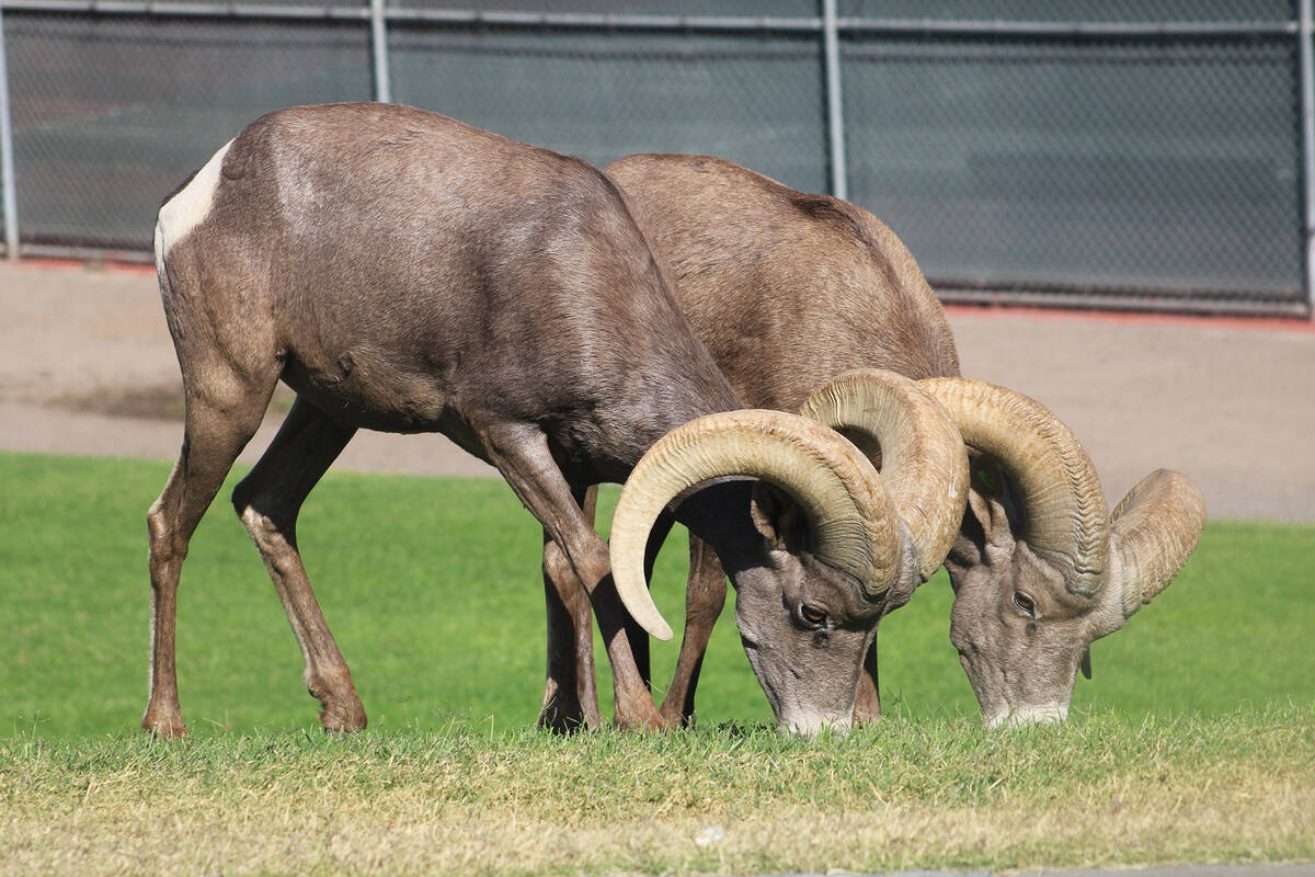 Ron Eland/Boulder City Review While they seem docile, experts remind people that bighorn sheep ...