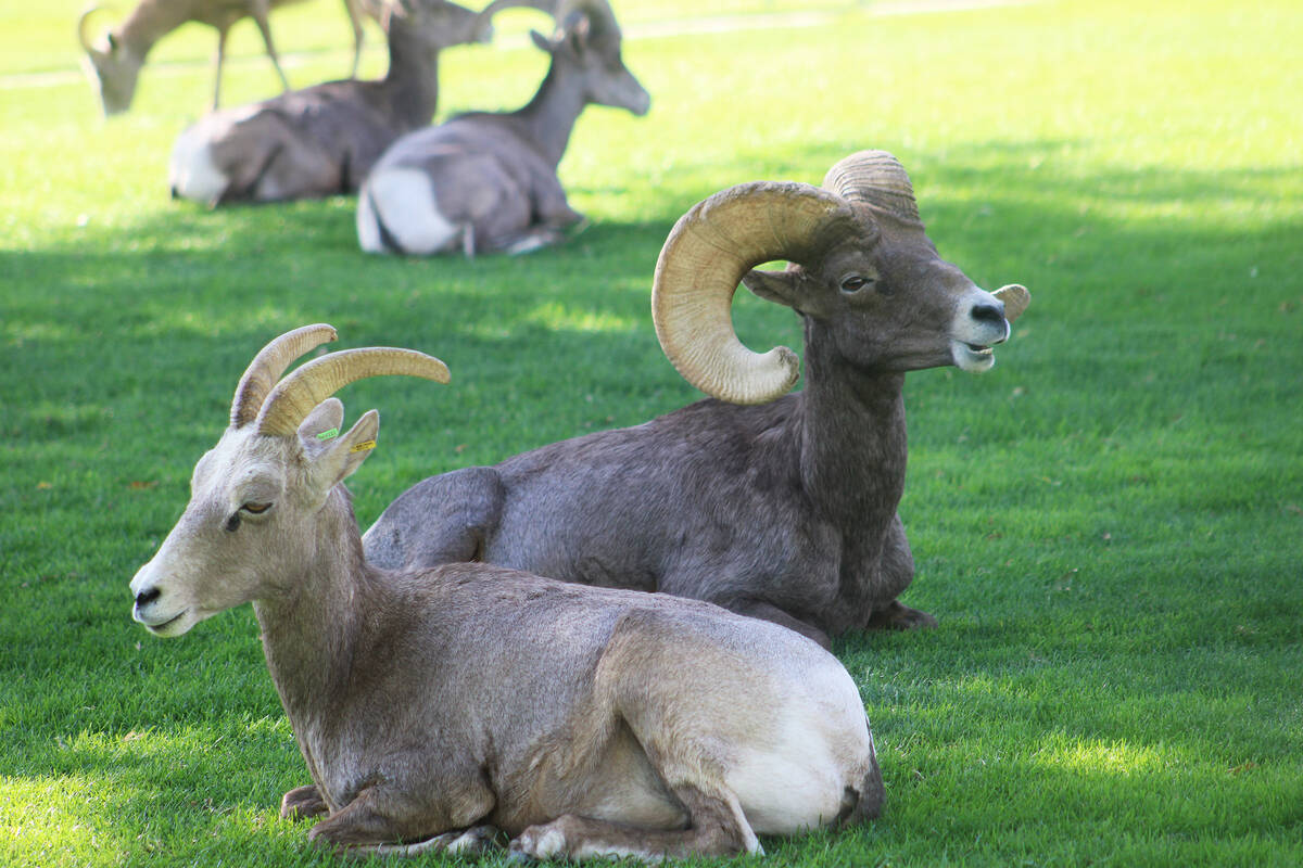 Ron Eland/Boulder City Review The city’s Ram Cam, which has become popular for those hoping ...