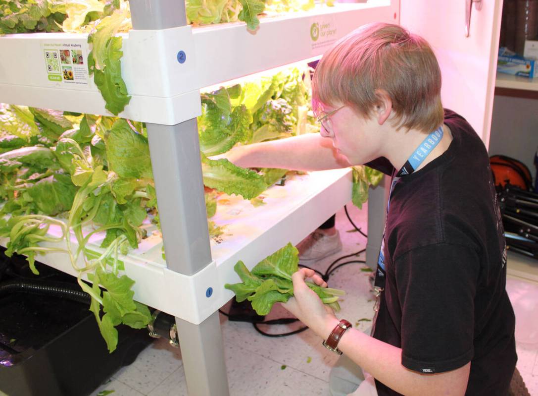 Thor Tolar helps with harvesting lettuce grown by the class. It was part of a meal for students ...