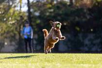 Getty Images Miniature golden doodle leaps up for a tennis ball playing fetch on a park field.