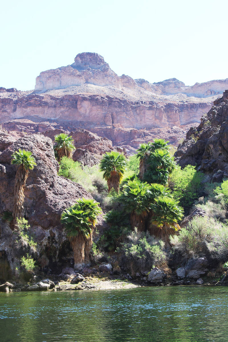 Random palm trees can be found along the river. Seeds were either blown in or came via bird dro ...