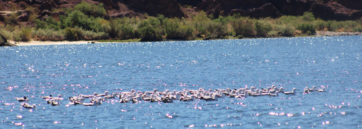 A flock of seagulls enjoy the sun on the river.