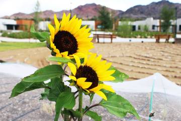 Ron Eland/Boulder City Review At the St. Jude's Healing Center, there is now a garden and aside ...