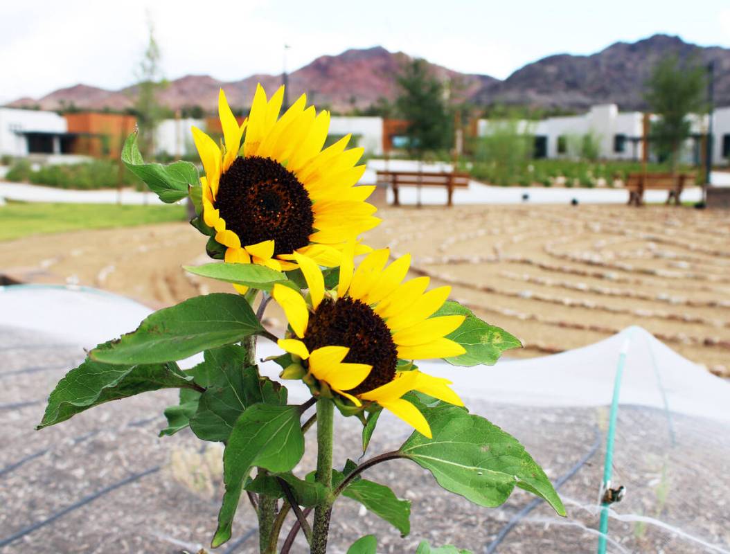 Ron Eland/Boulder City Review At the St. Jude's Healing Center, there is now a garden and aside ...