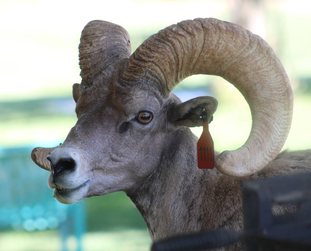 Ron Eland/Boulder City Review Some of the members of the herd at Hemenway Park are tagged by wi ...