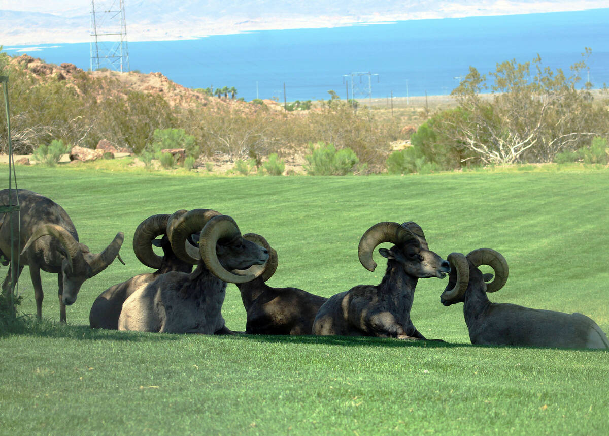 Ron Eland/Boulder City Review With Lake Mead in the background, several rams beat the afternoon ...