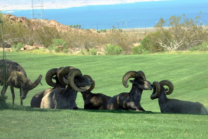 Ron Eland/Boulder City Review With Lake Mead in the background, several rams beat the afternoon ...