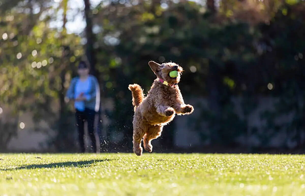 Getty Images Miniature golden doodle leaps up for a tennis ball playing fetch on a park field.