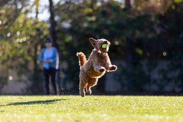 Getty Images Miniature golden doodle leaps up for a tennis ball playing fetch on a park field.