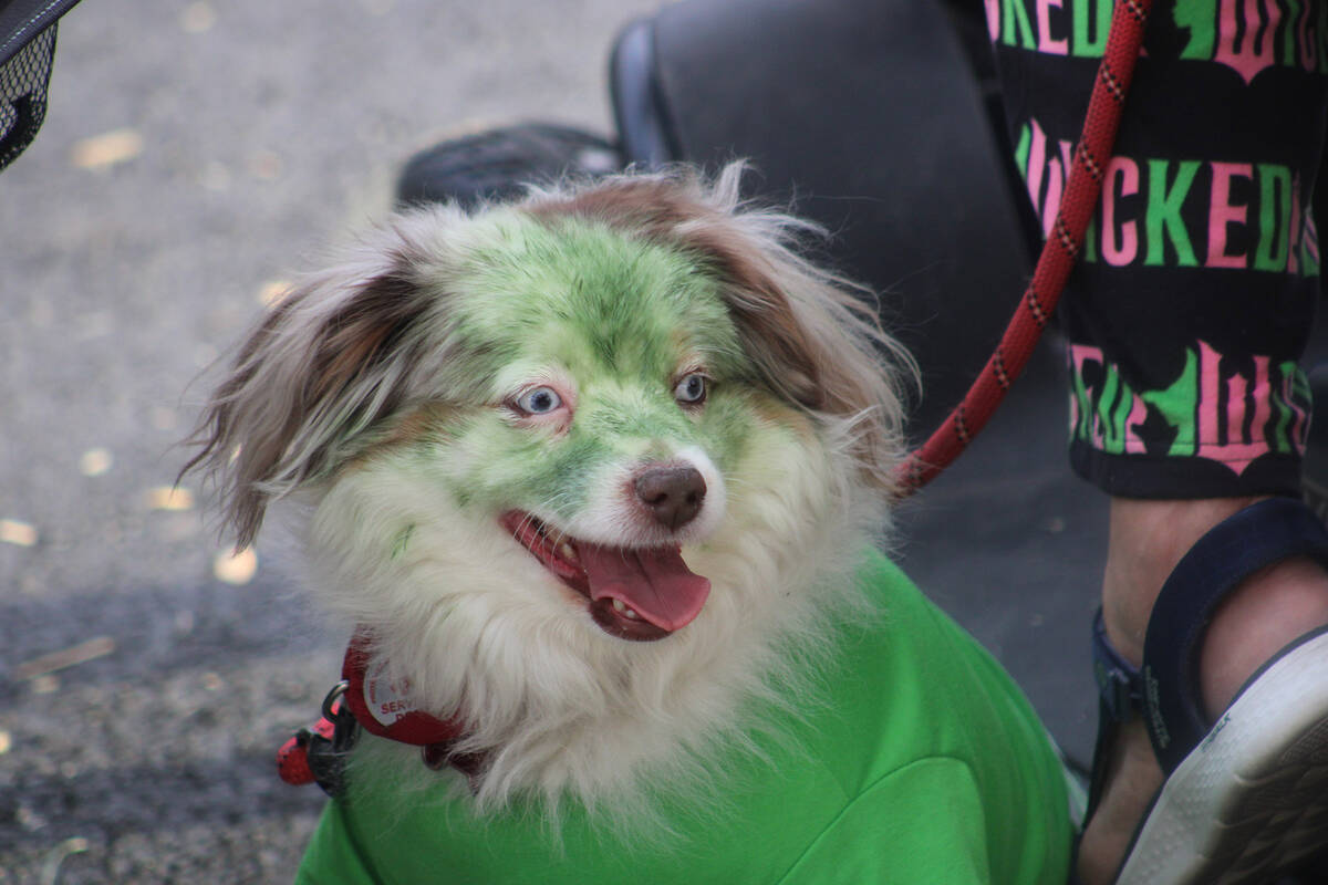 Even the dogs got into the Halloween spirit.