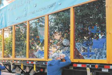 Las Vegas city employees visit the U.S. Capitol Christmas Tree, nicknamed “Silver Belle, ...