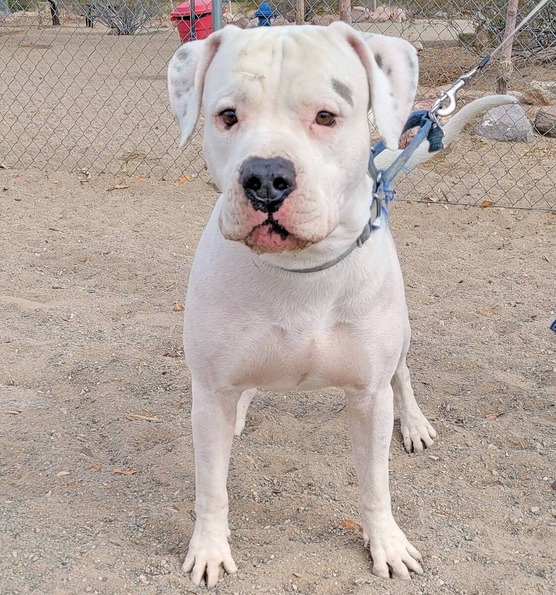 Boulder City Review file photo Dozer, a 3-year-old American Staffordshire terrier, takes time f ...