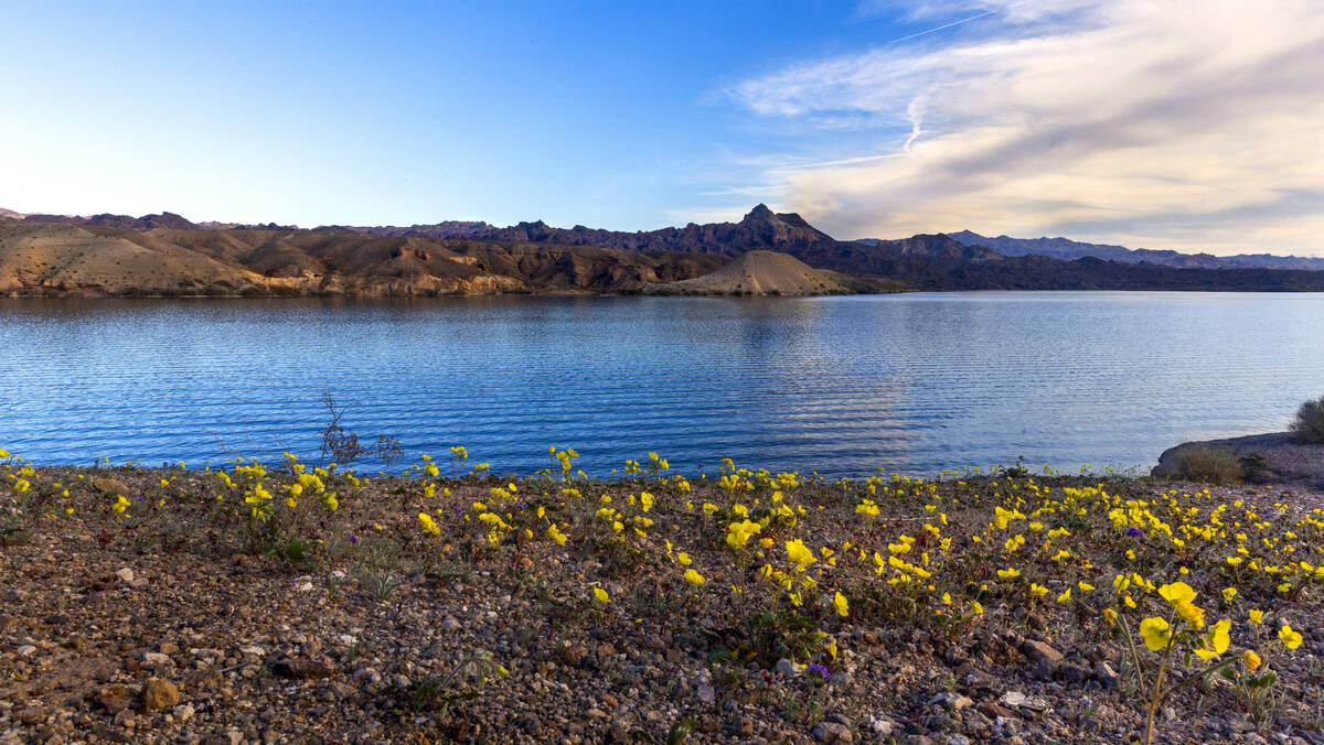 Wildflowers bloom on the bank as the Colorado River flows along Eldorado Canyon on Feb. 5, 2026 ...