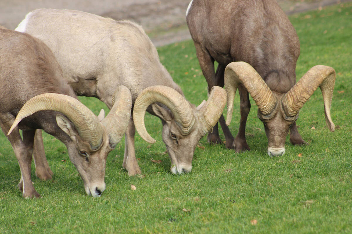 Ron Eland/Boulder City Review The River Mountains herd , many of which can be seen at Hemenway ...